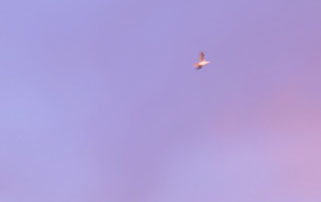 Futureyachts Ozgun Yacht Design NB78 / Bilgin Yacht / 2019